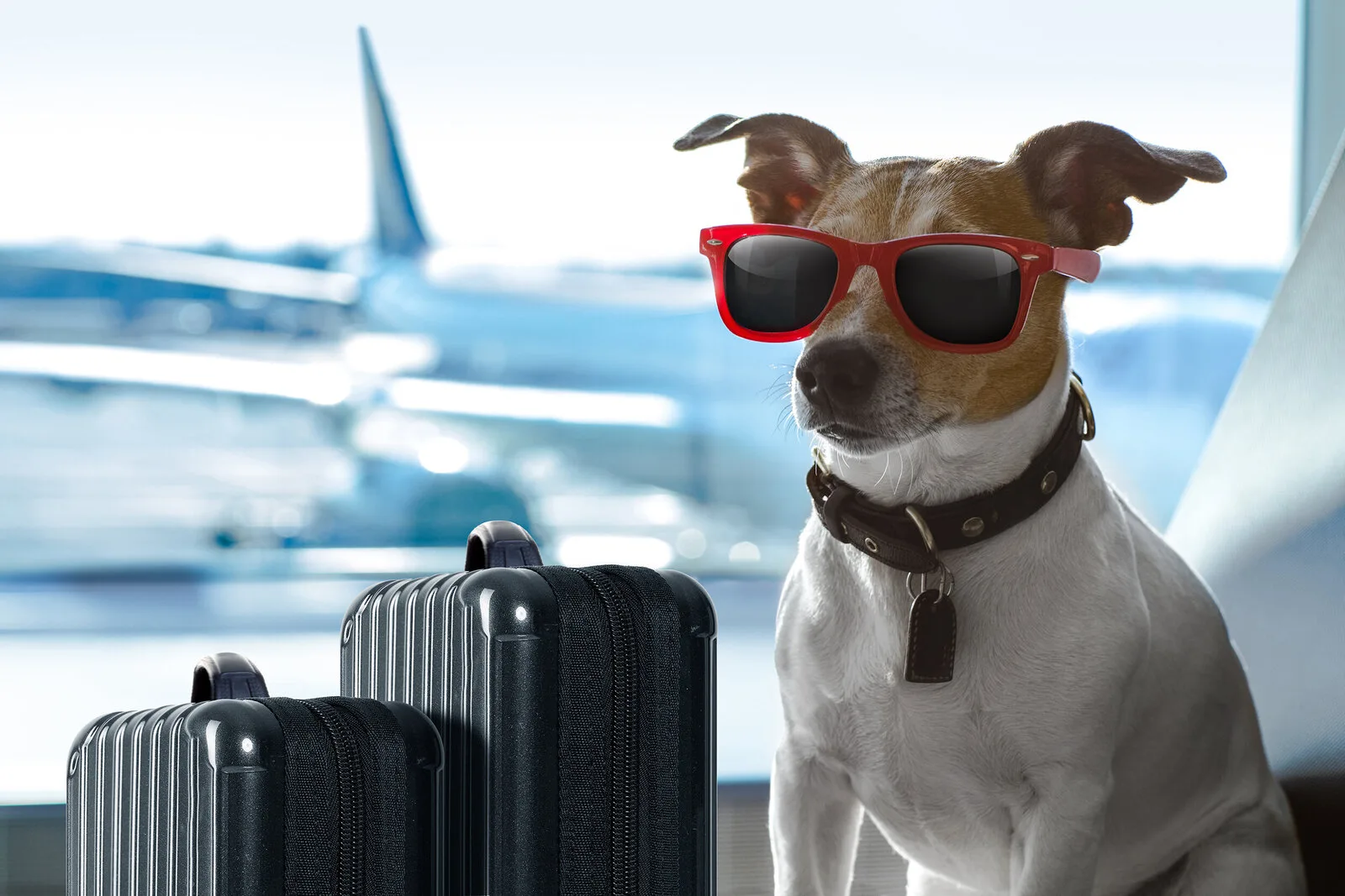 Dog wearing sunglasses, ready to travel at the airport
