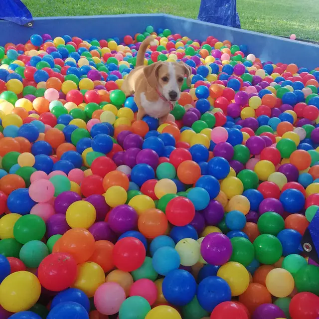 A dog enjoying the ball pit