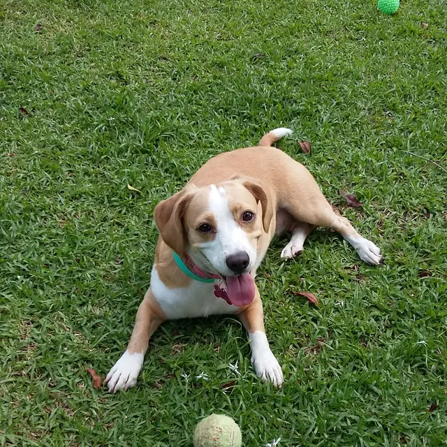 Beagle relaxing with a tennis ball