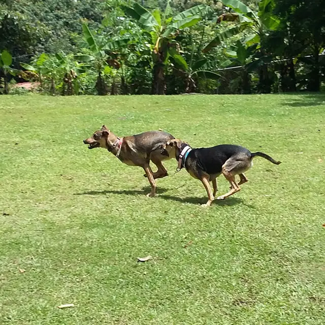 Two dogs chasing in a sunny field