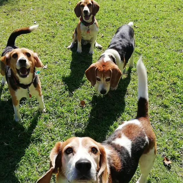 Happy guests at VIP Vacation Kennels