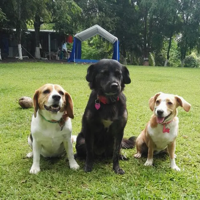 Happy guests at VIP Vacation Kennels