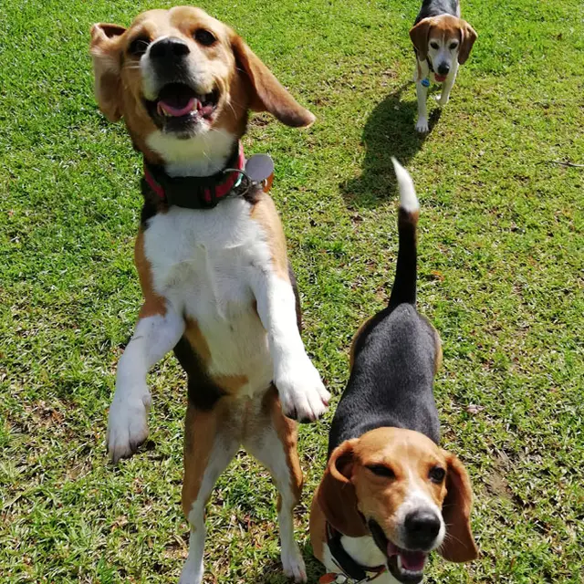 Happy guests at VIP Vacation Kennels