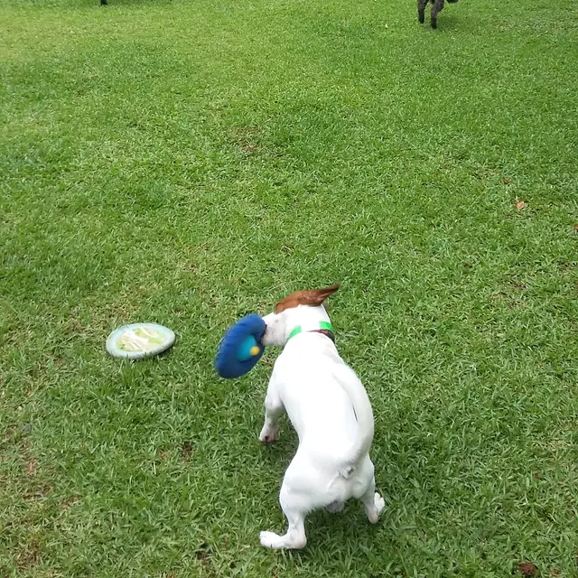 A guest at VIP Vacation Kennels
