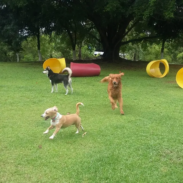 A happy guest at VIP Vacation Kennels
