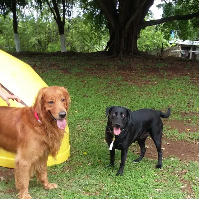 A golden and a black lab posing together