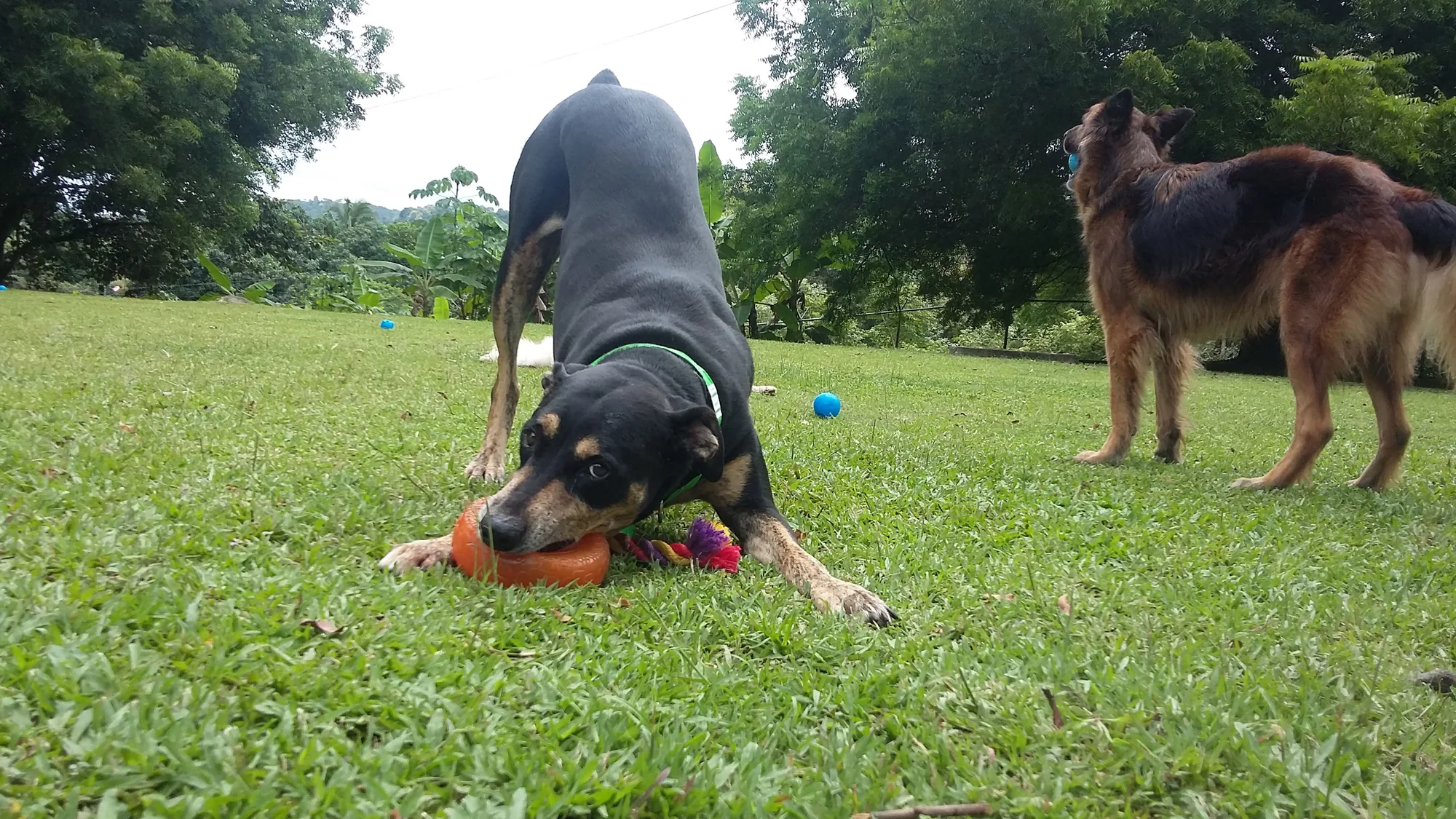 A happy dog playing with an orange toy in the gardens at VIP Vacation Kennels