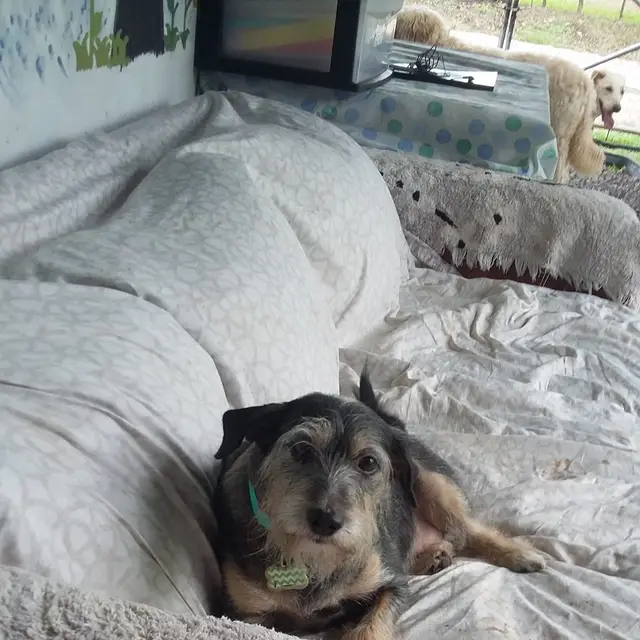 A dog enjoying house time on a comfy bed