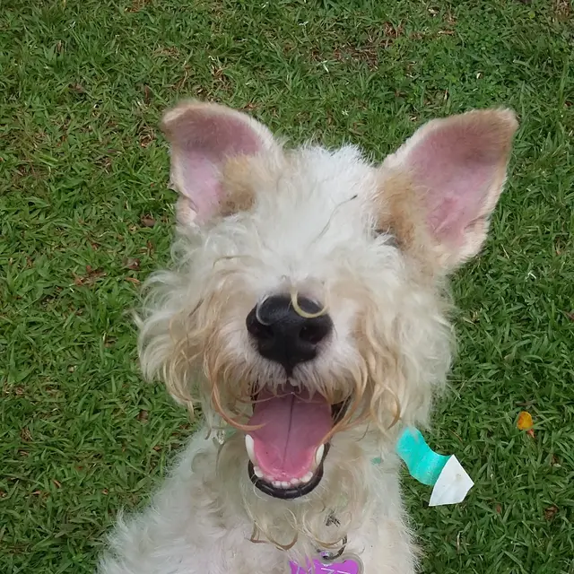 Jazz the terrier with a big happy grin