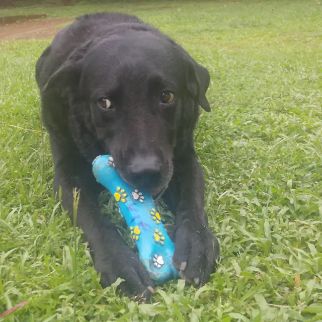 Black lab with a painted bone toy