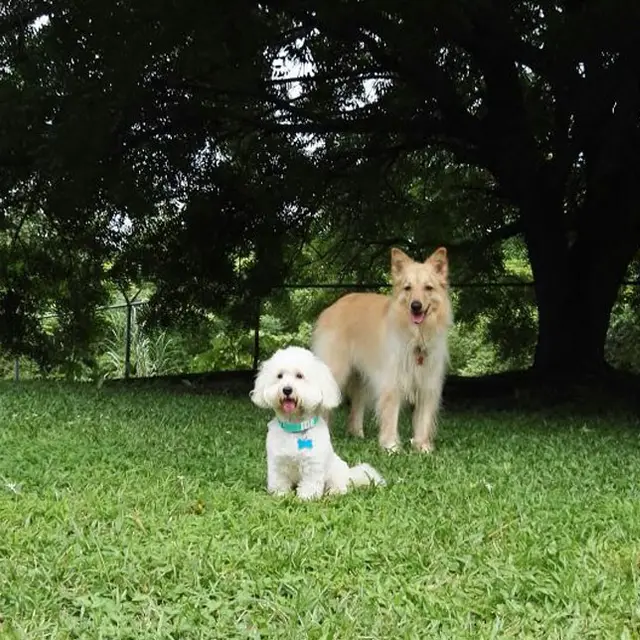 Two dogs posing under a big tree