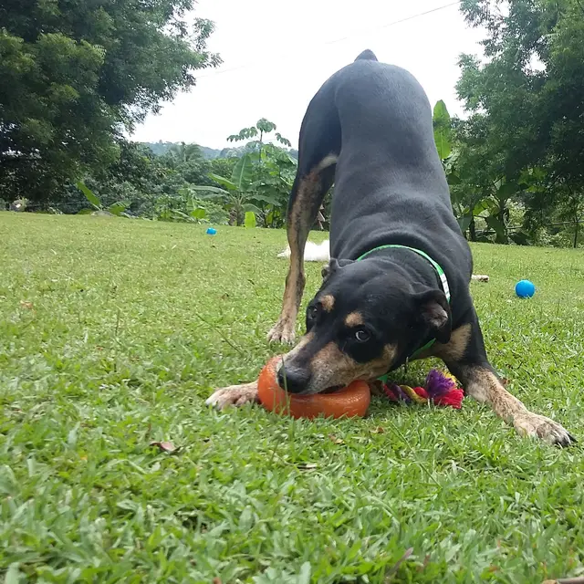 A dog play-bowing over a toy while a friend watches