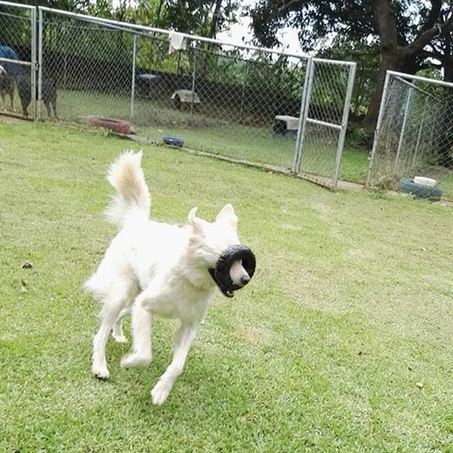 White dog running with a toy