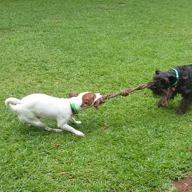 Two dogs playing tug of war on the grass