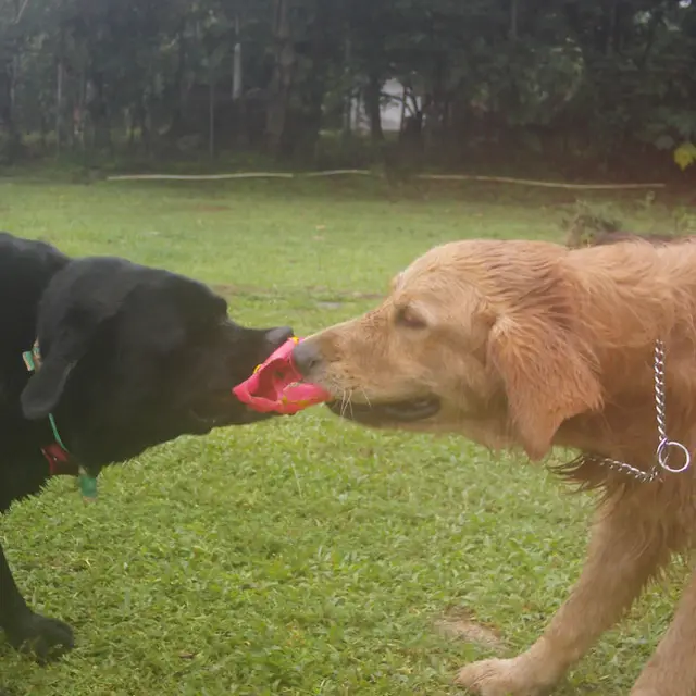 A lab and golden sharing a toy
